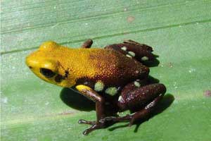 The newly-discovered golden frog of Supata could fit on the tip of your finger